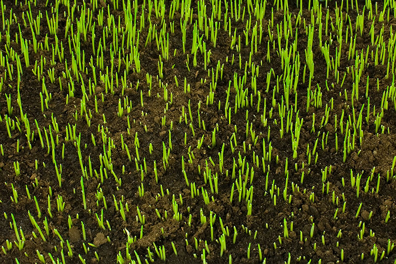 Cow Grass