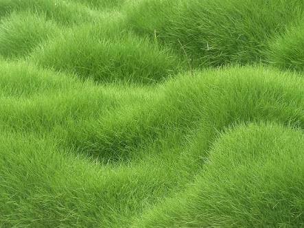 Cow Grass