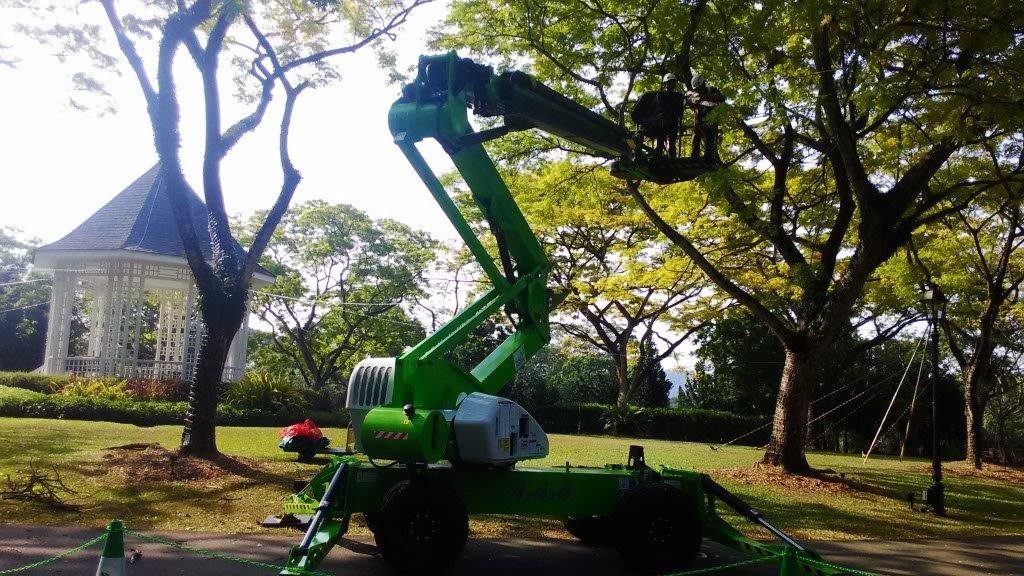 tree cutting
