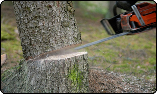 Tree Cutting 