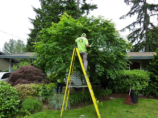 Tree Cutting